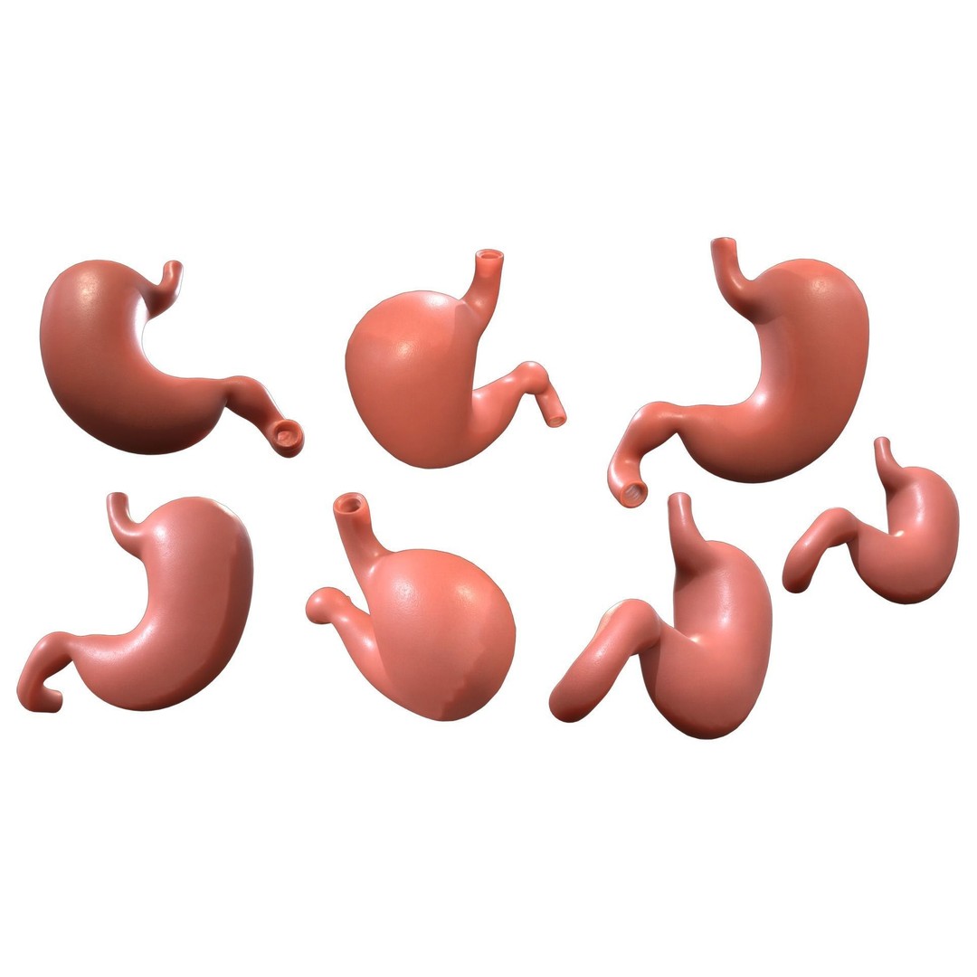 Stomach 3D Model – Detailed Human Anatomy Asset, FBX, PBR - View 6