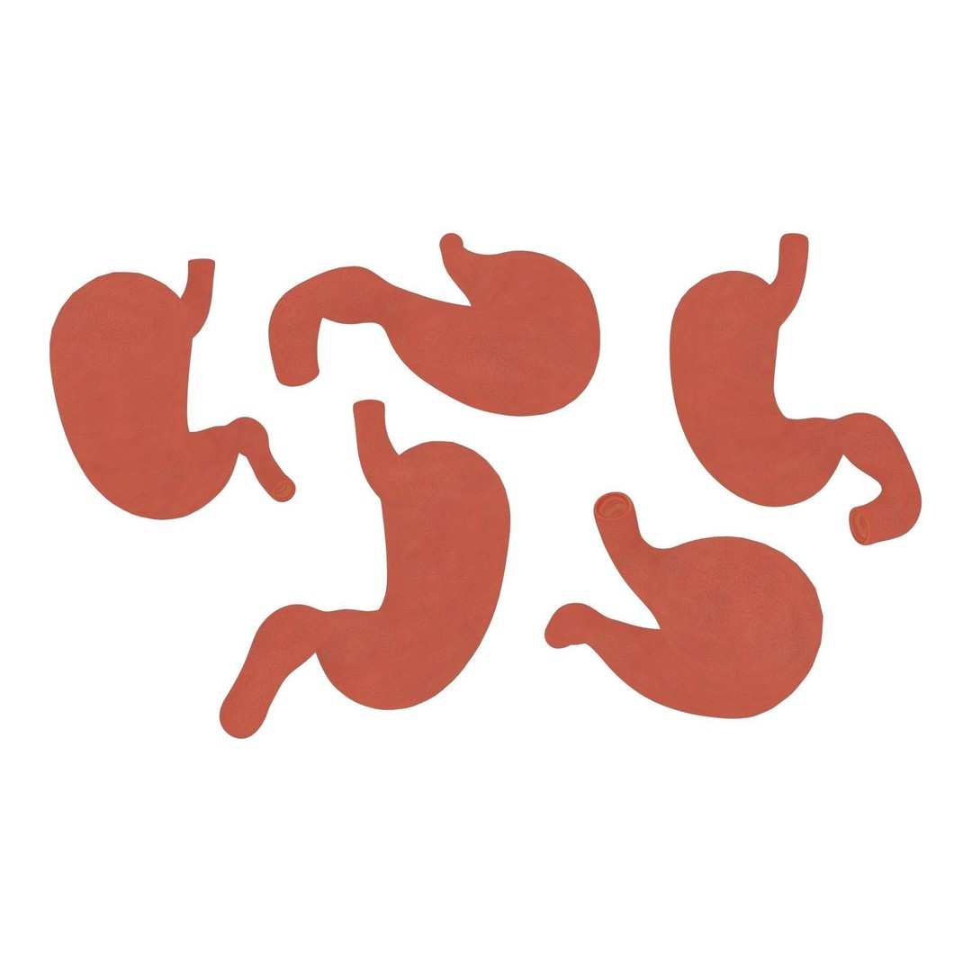 Stomach 3D Model – Detailed Human Anatomy Asset, FBX, PBR - View 8