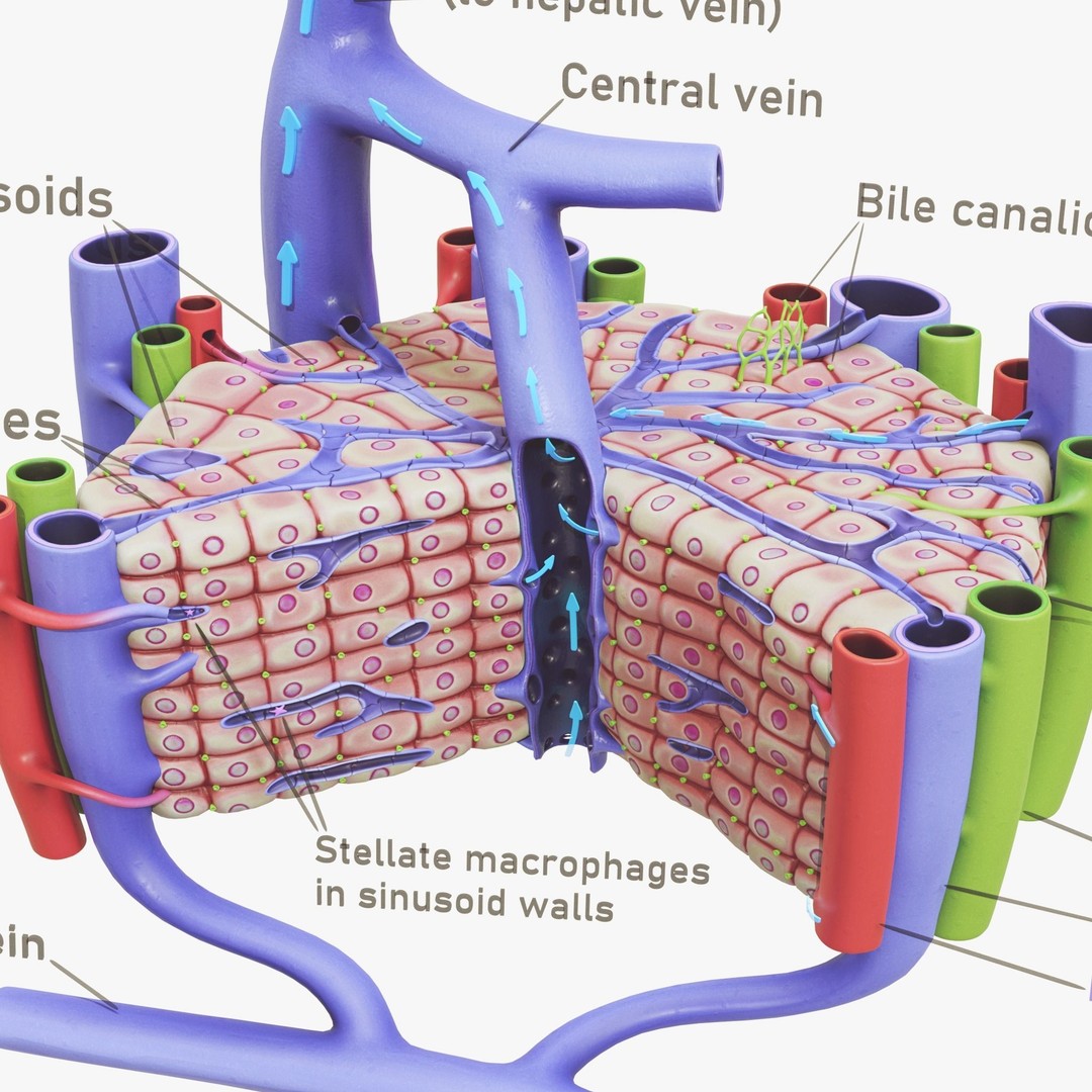 Microscopic Anatomy of Liver 3D Model – High Poly PBR Asset, FBX, OBJ - View 3