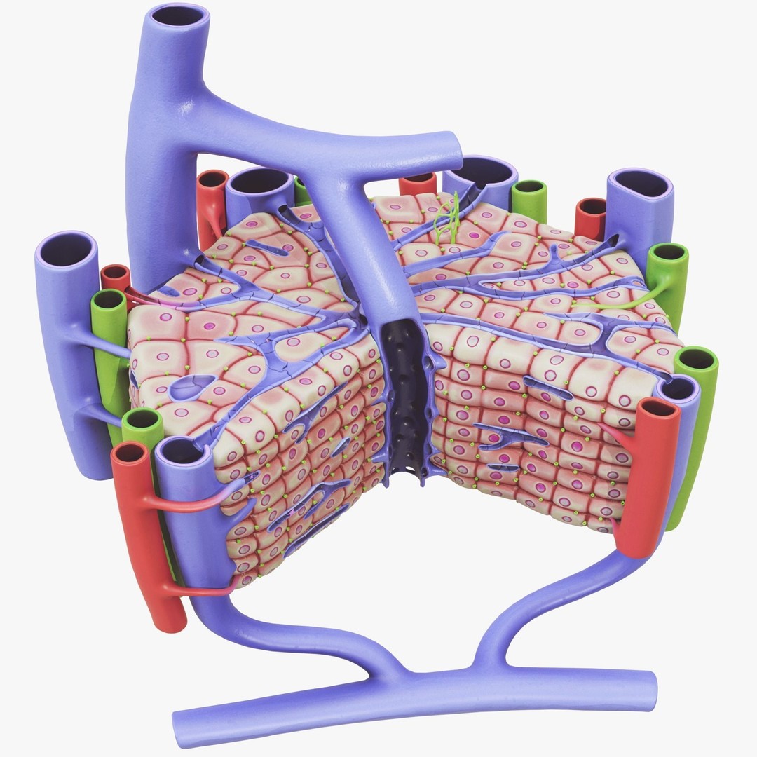 Microscopic Anatomy of Liver 3D Model – High Poly PBR Asset, FBX, OBJ - View 4