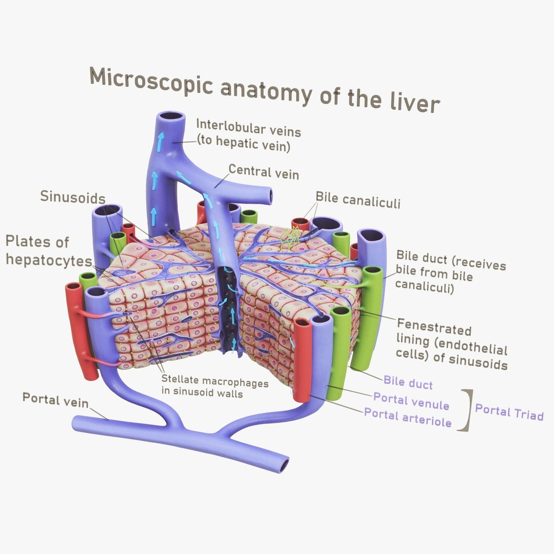 Microscopic Anatomy of Liver 3D Model – High Poly PBR Asset, FBX, OBJ - View 5