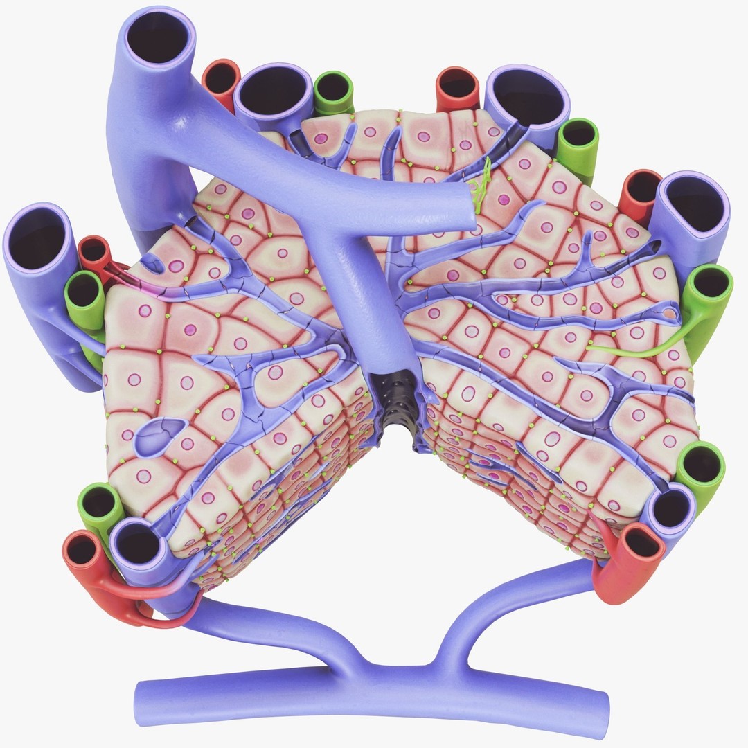 Microscopic Anatomy of Liver 3D Model – High Poly PBR Asset, FBX, OBJ - View 6
