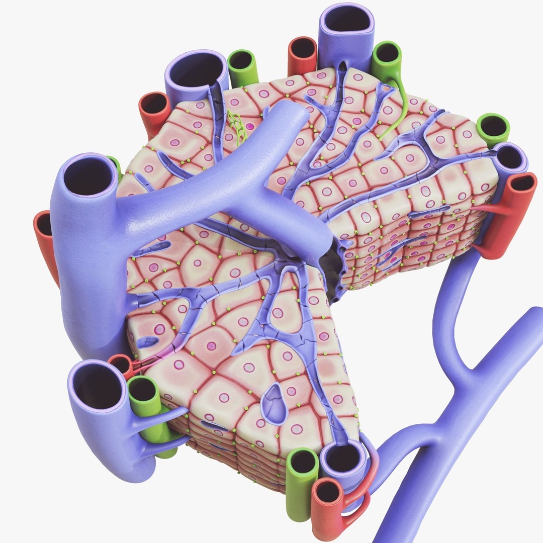 Microscopic Anatomy of Liver 3D Model – High Poly PBR Asset, FBX, OBJ - View 8