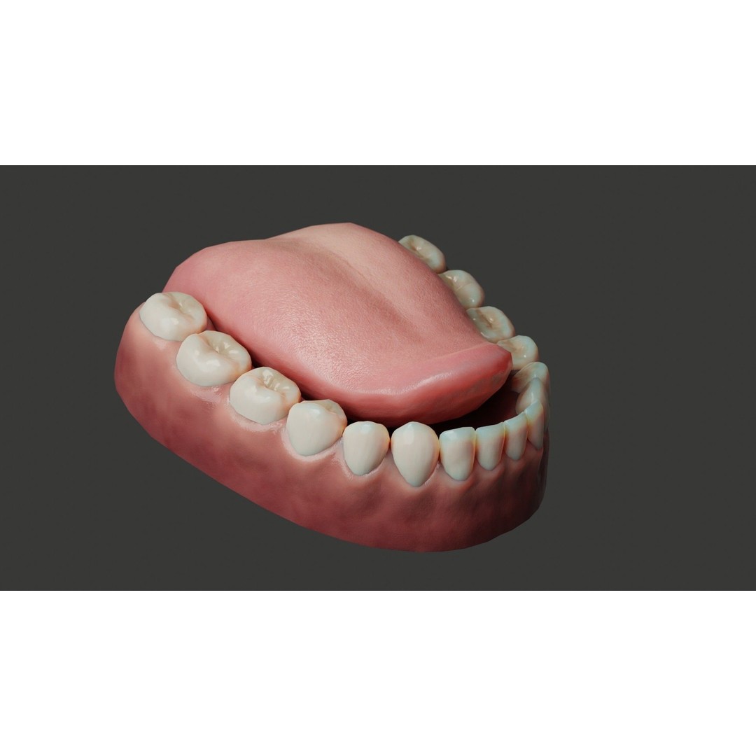 Human Teeth 3D Model – Low Poly Rigged Asset with PBR Textures - View 10