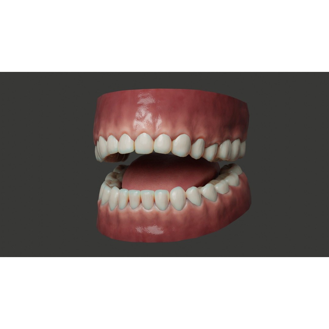 Human Teeth 3D Model – Low Poly Rigged Asset with PBR Textures - View 11