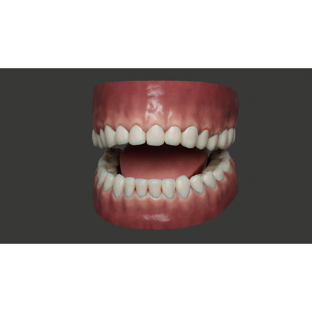 Human Teeth 3D Model – Low Poly Rigged Asset with PBR Textures - View 13