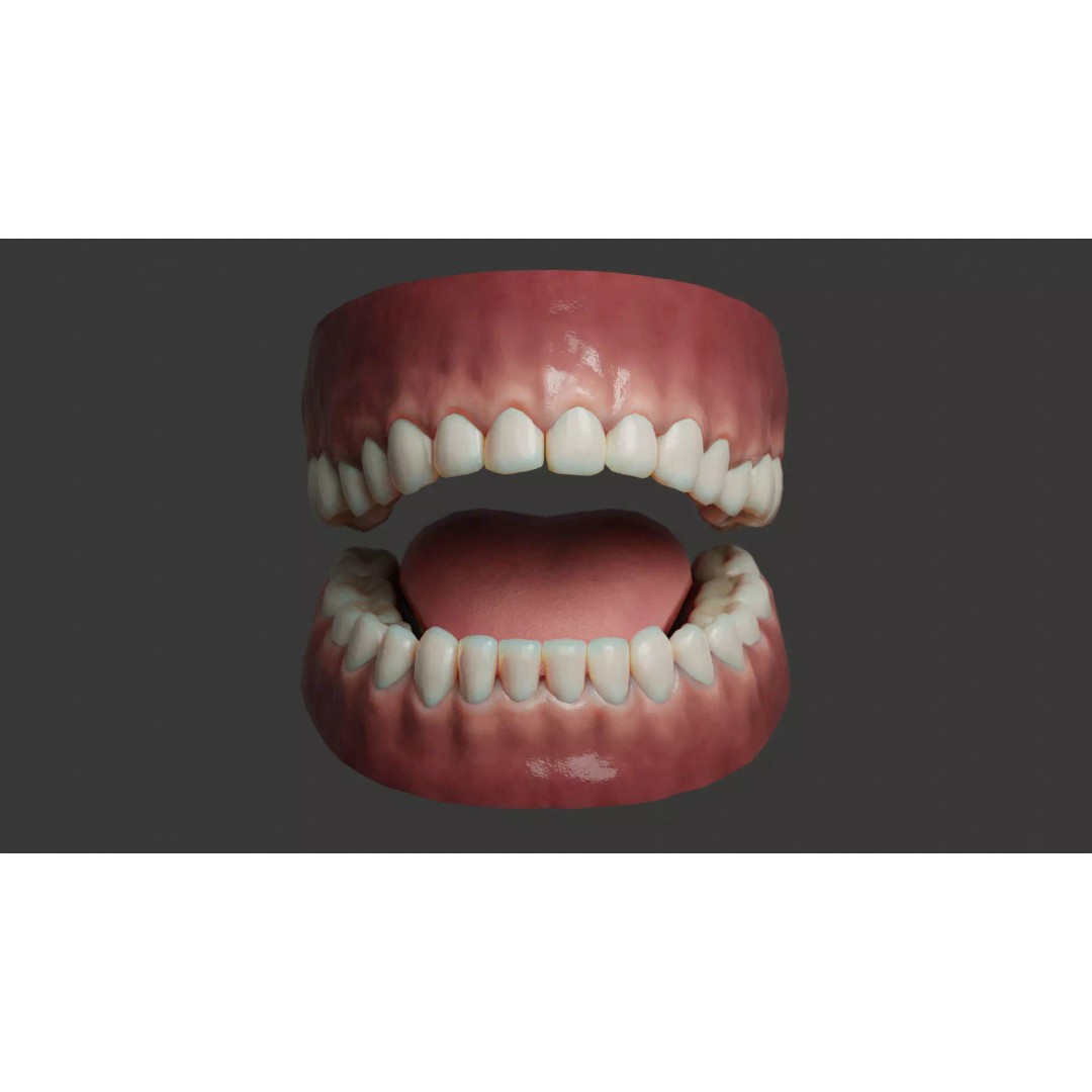 Human Teeth 3D Model – Low Poly Rigged Asset with PBR Textures - View 2