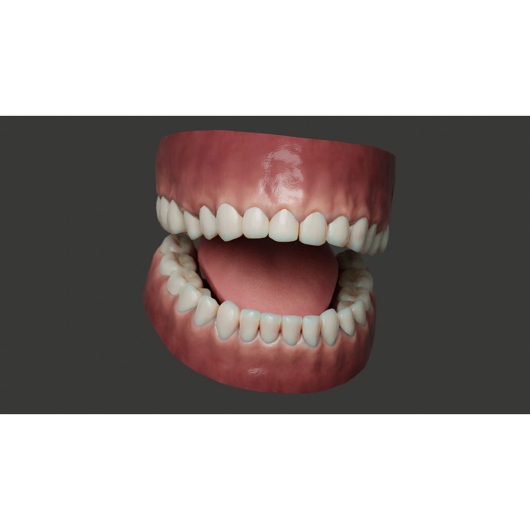 Human Teeth 3D Model – Low Poly Rigged Asset with PBR Textures - View 3