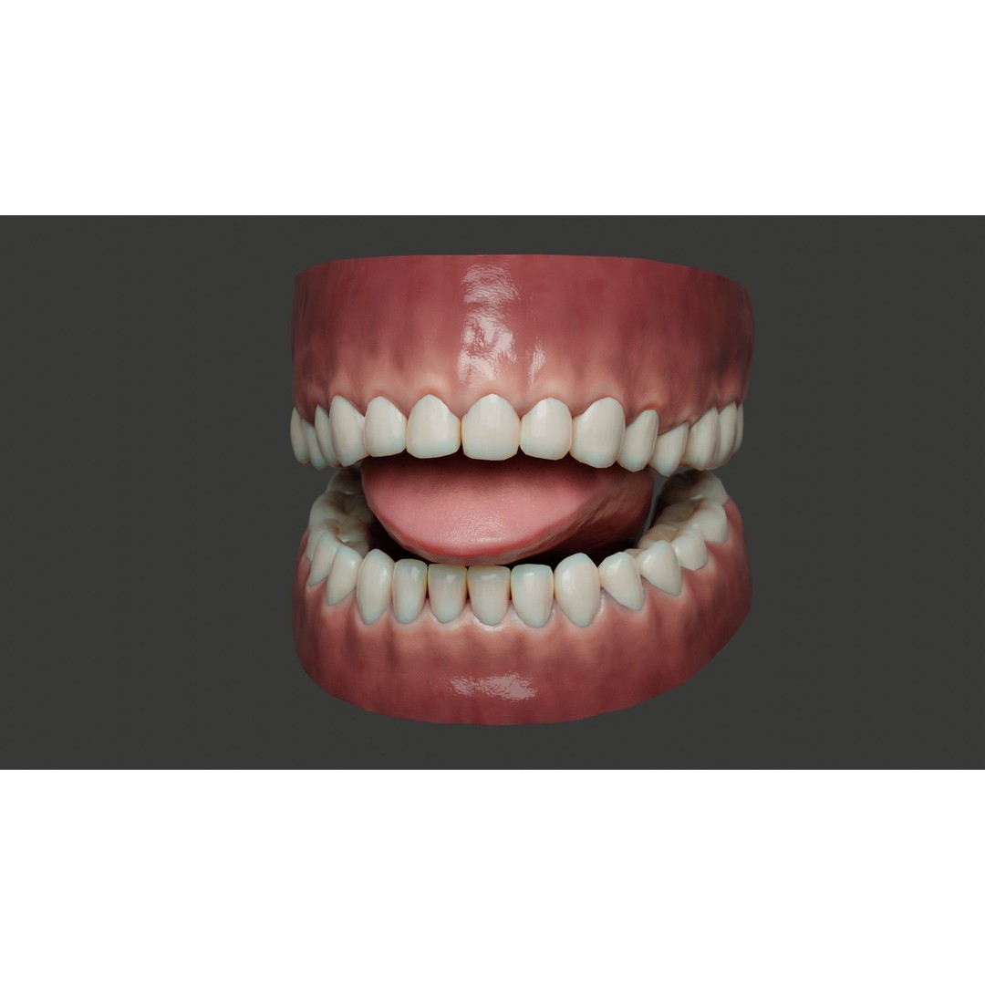Human Teeth 3D Model – Low Poly Rigged Asset with PBR Textures - View 4