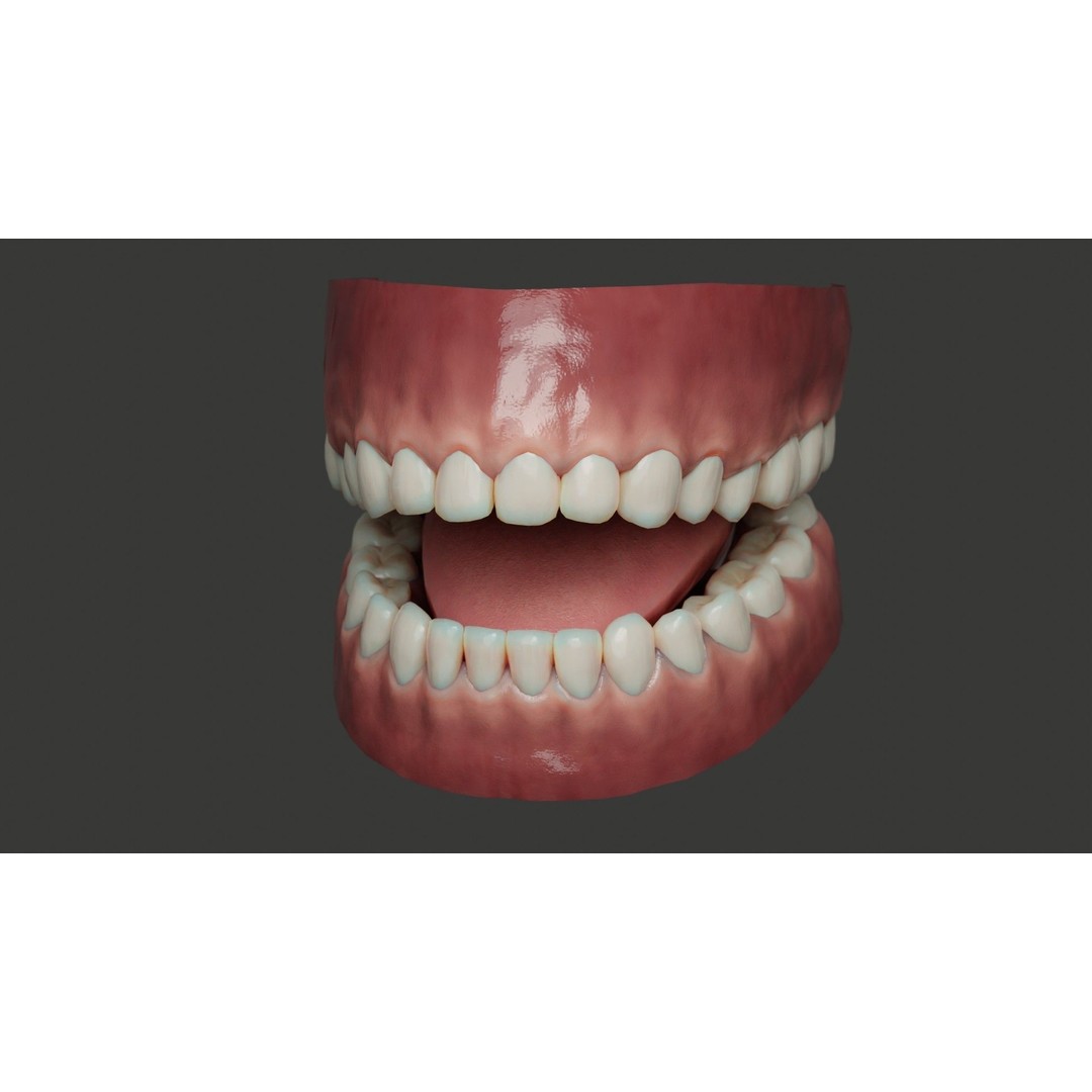 Human Teeth 3D Model – Low Poly Rigged Asset with PBR Textures - View 5