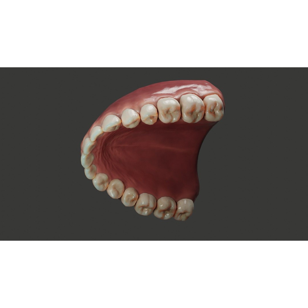 Human Teeth 3D Model – Low Poly Rigged Asset with PBR Textures - View 6
