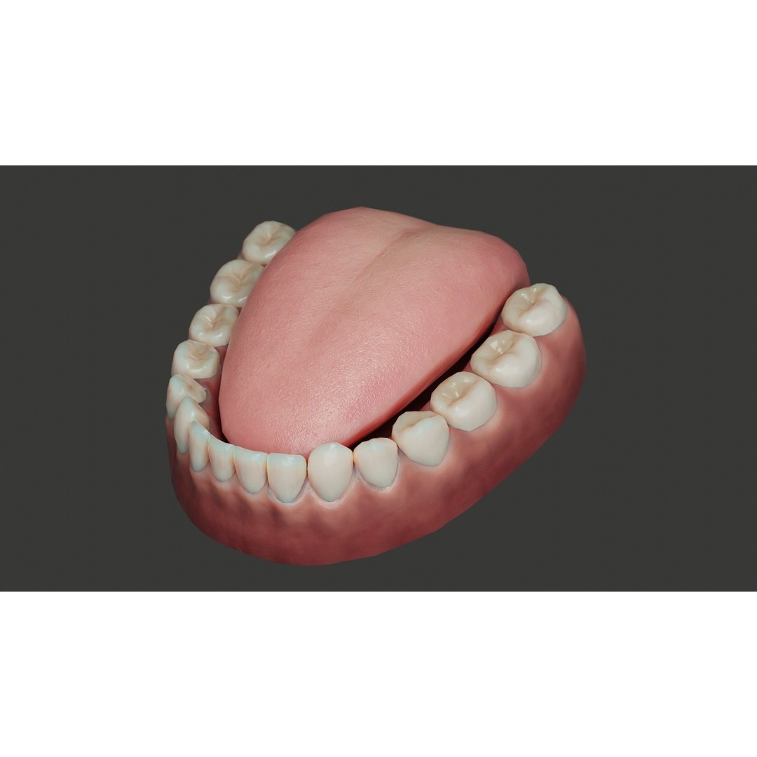 Human Teeth 3D Model – Low Poly Rigged Asset with PBR Textures - View 8