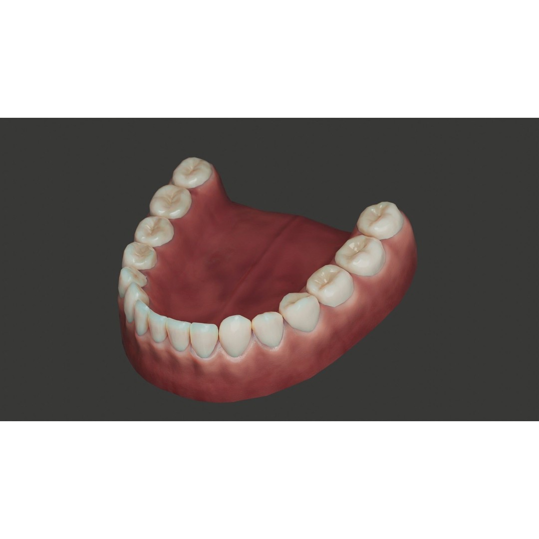 Human Teeth 3D Model – Low Poly Rigged Asset with PBR Textures - View 9