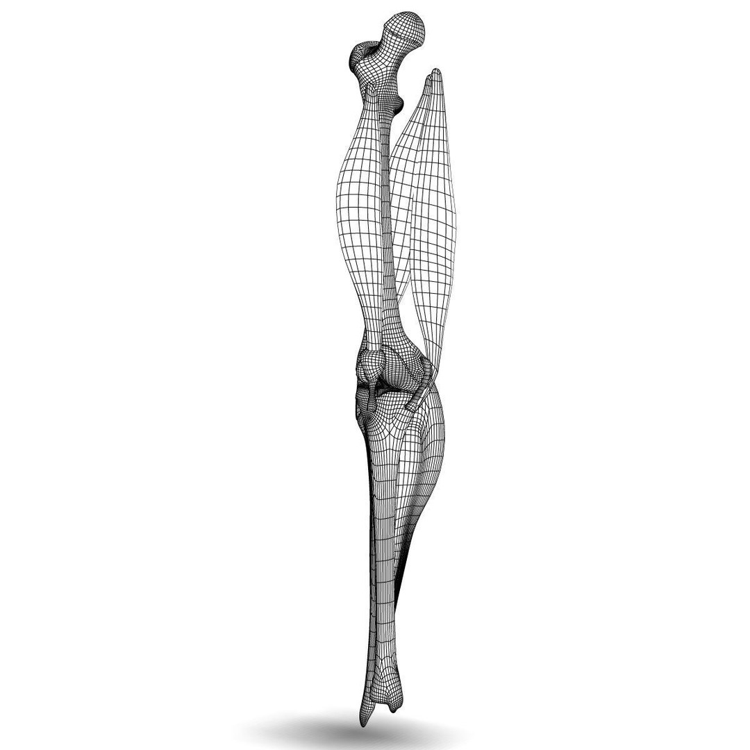 Human Knee Joint Anatomy 3D Model – PBR Rigged Character Asset, FBX