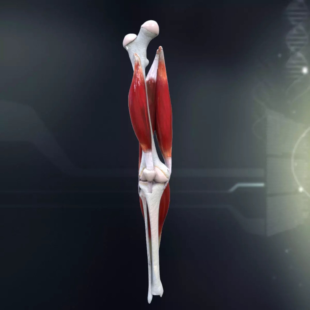 Human Knee Joint Anatomy 3D Model – PBR Rigged Character Asset, FBX - View 2
