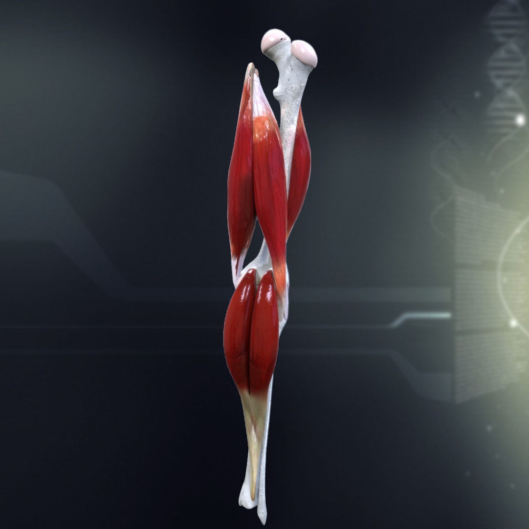 Human Knee Joint Anatomy 3D Model – PBR Rigged Character Asset, FBX - View 3