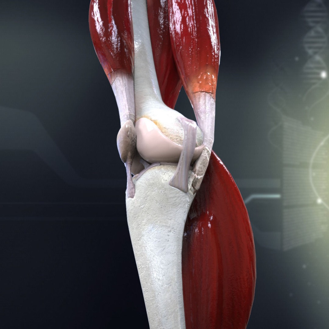 Human Knee Joint Anatomy 3D Model – PBR Rigged Character Asset, FBX - View 4