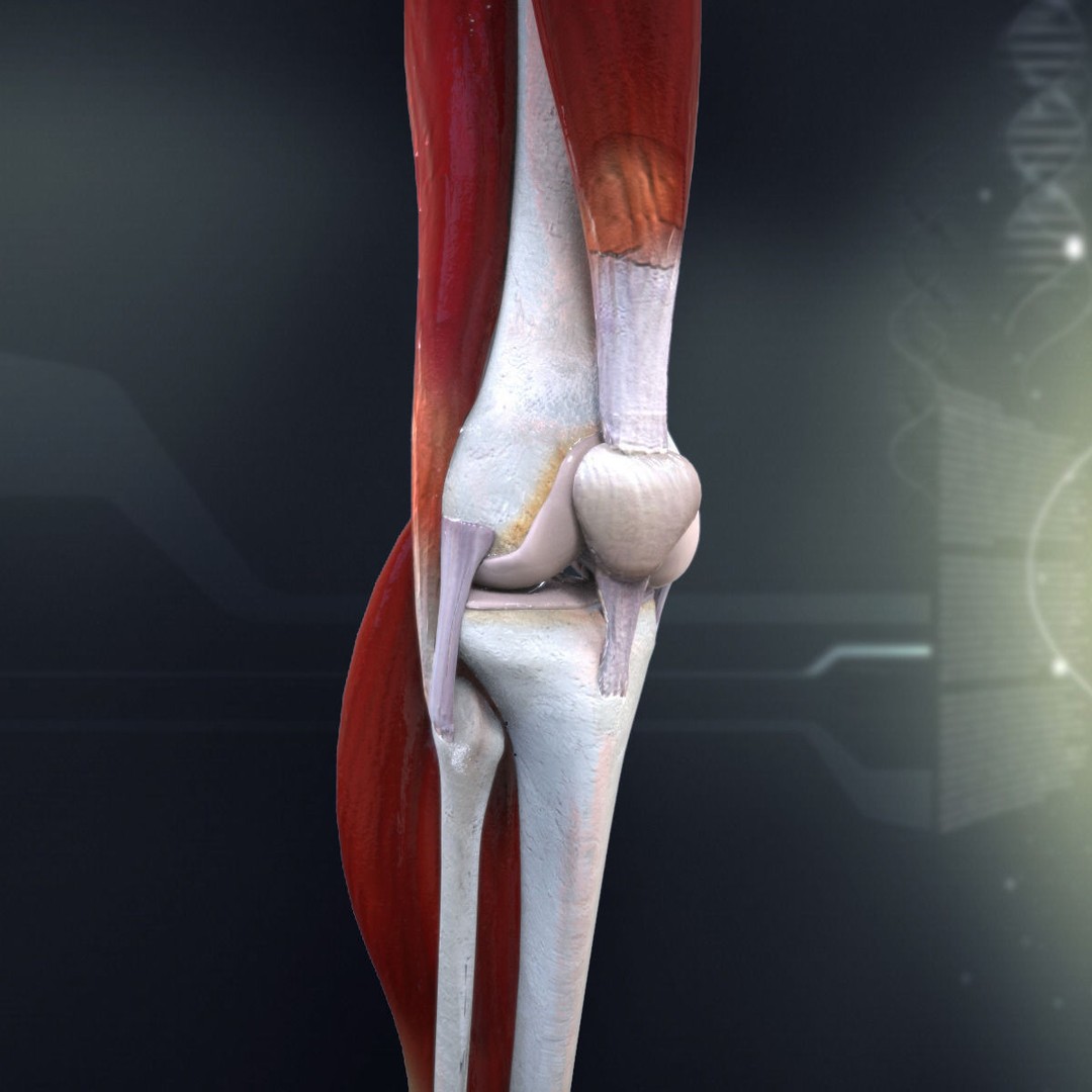 Human Knee Joint Anatomy 3D Model – PBR Rigged Character Asset, FBX - View 5