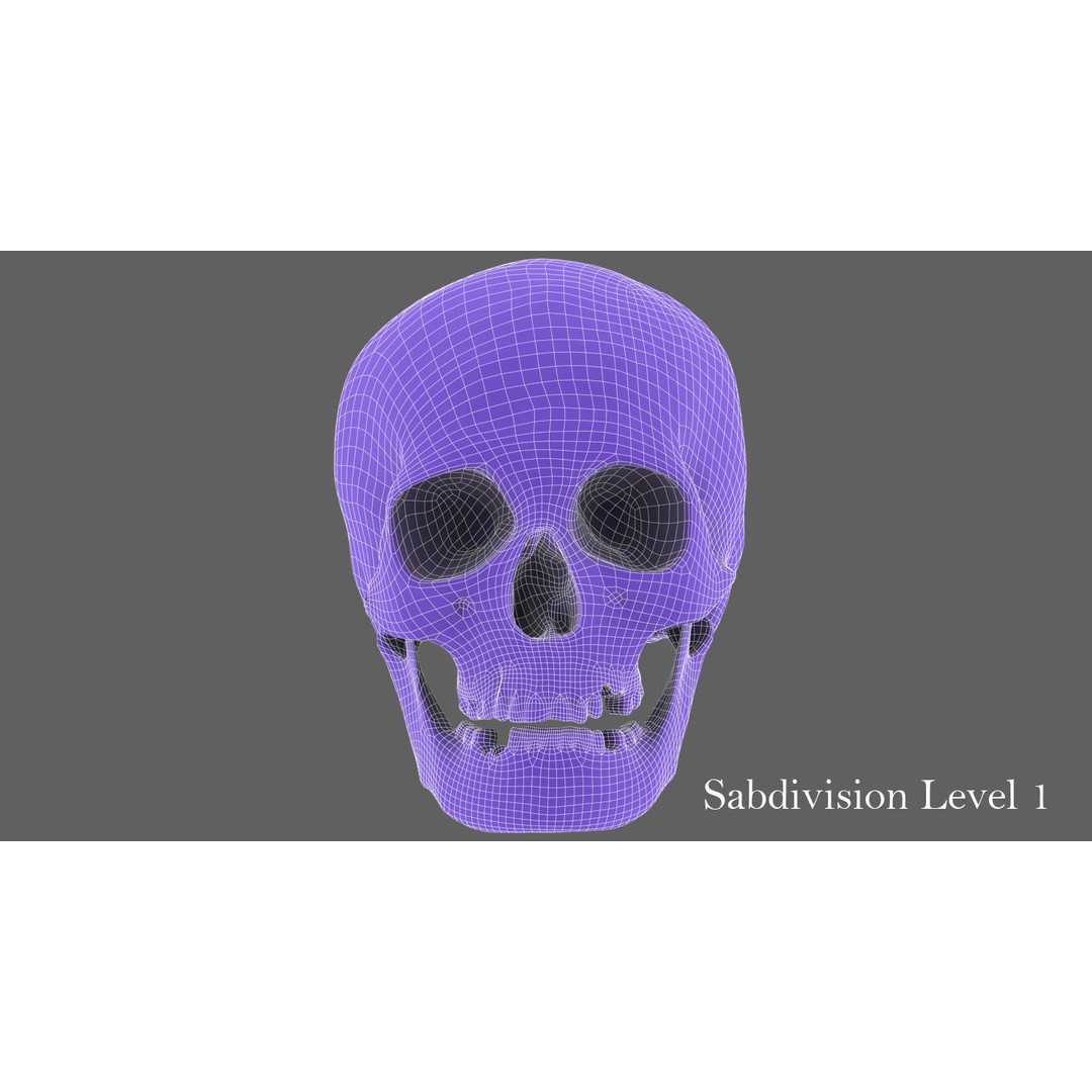 Real Human Skull 3D Model – Low Poly Game Asset, FBX, OBJ