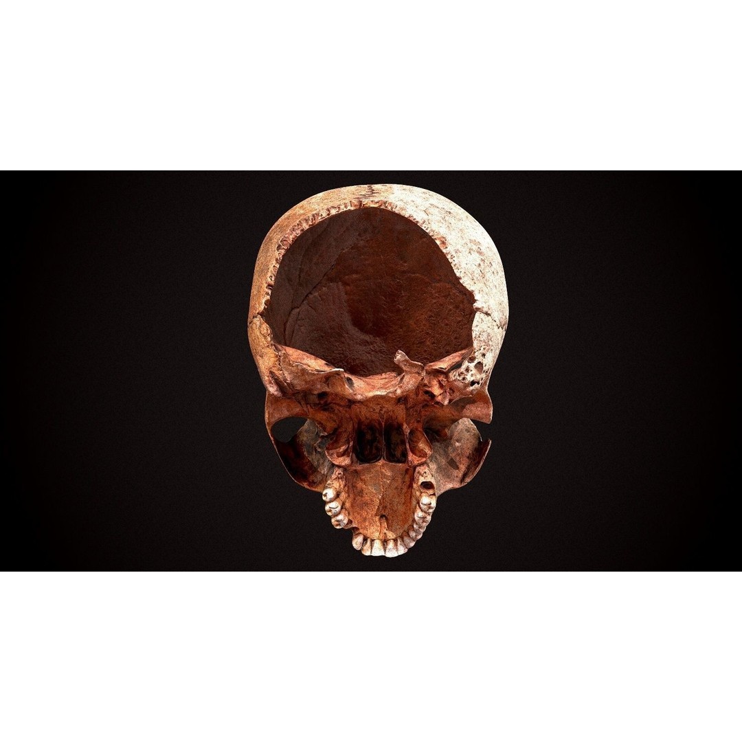Real Human Skull 3D Model – Low Poly Game Asset, FBX, OBJ - View 10