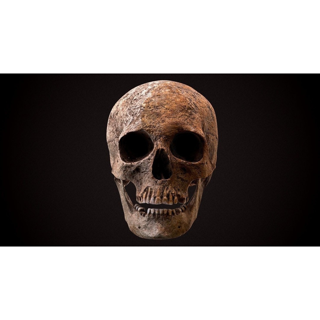 Real Human Skull 3D Model – Low Poly Game Asset, FBX, OBJ - View 11