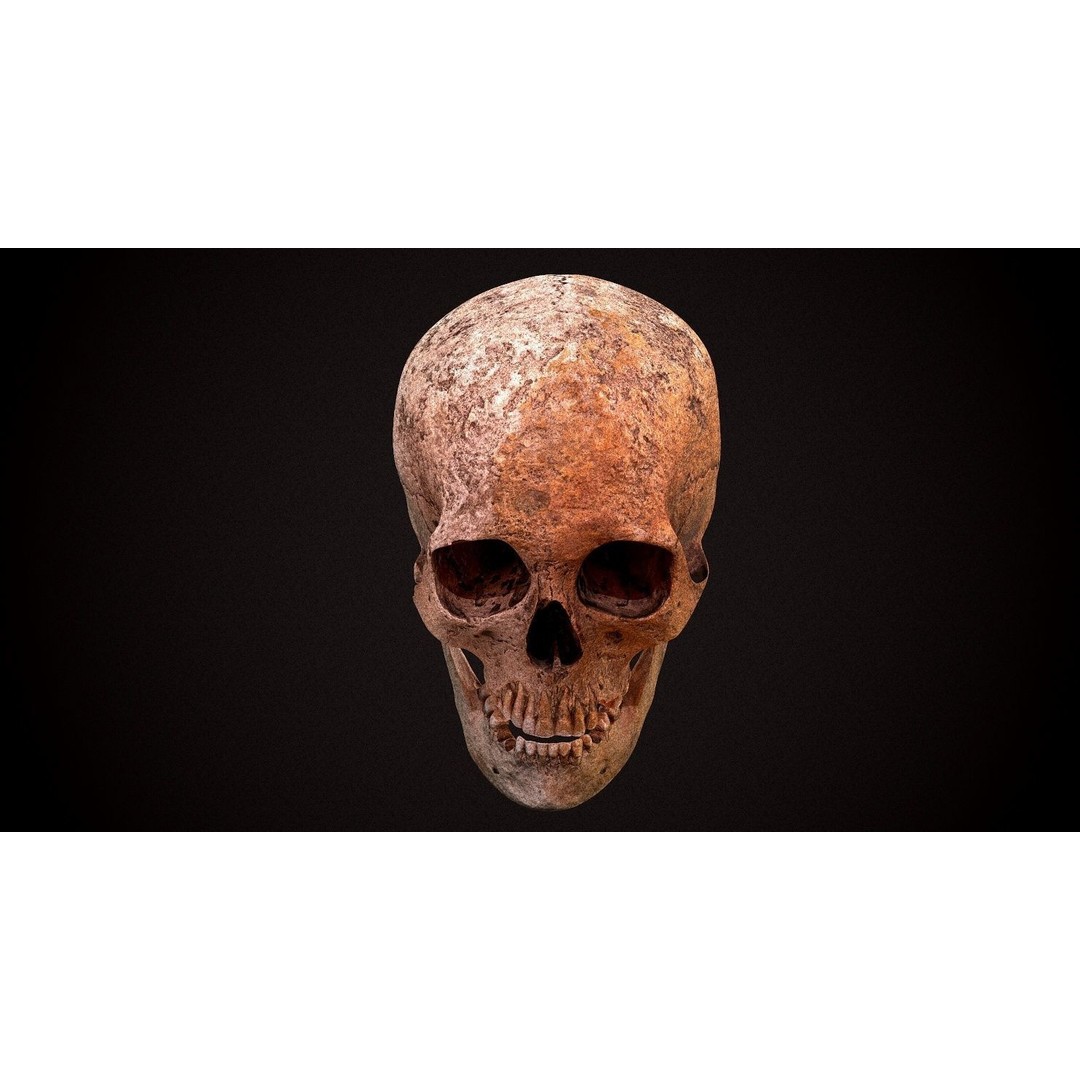Real Human Skull 3D Model – Low Poly Game Asset, FBX, OBJ - View 12