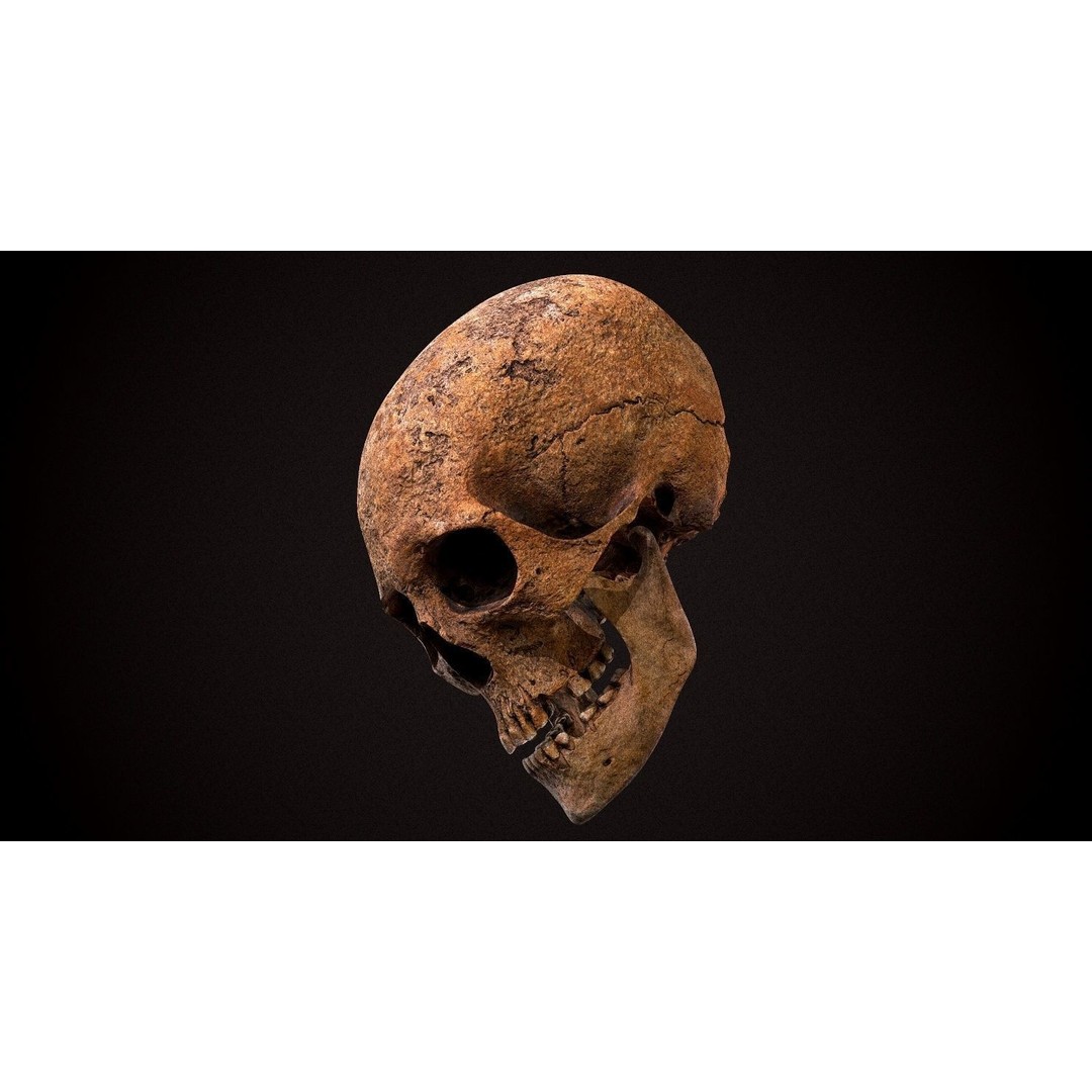 Real Human Skull 3D Model – Low Poly Game Asset, FBX, OBJ - View 13