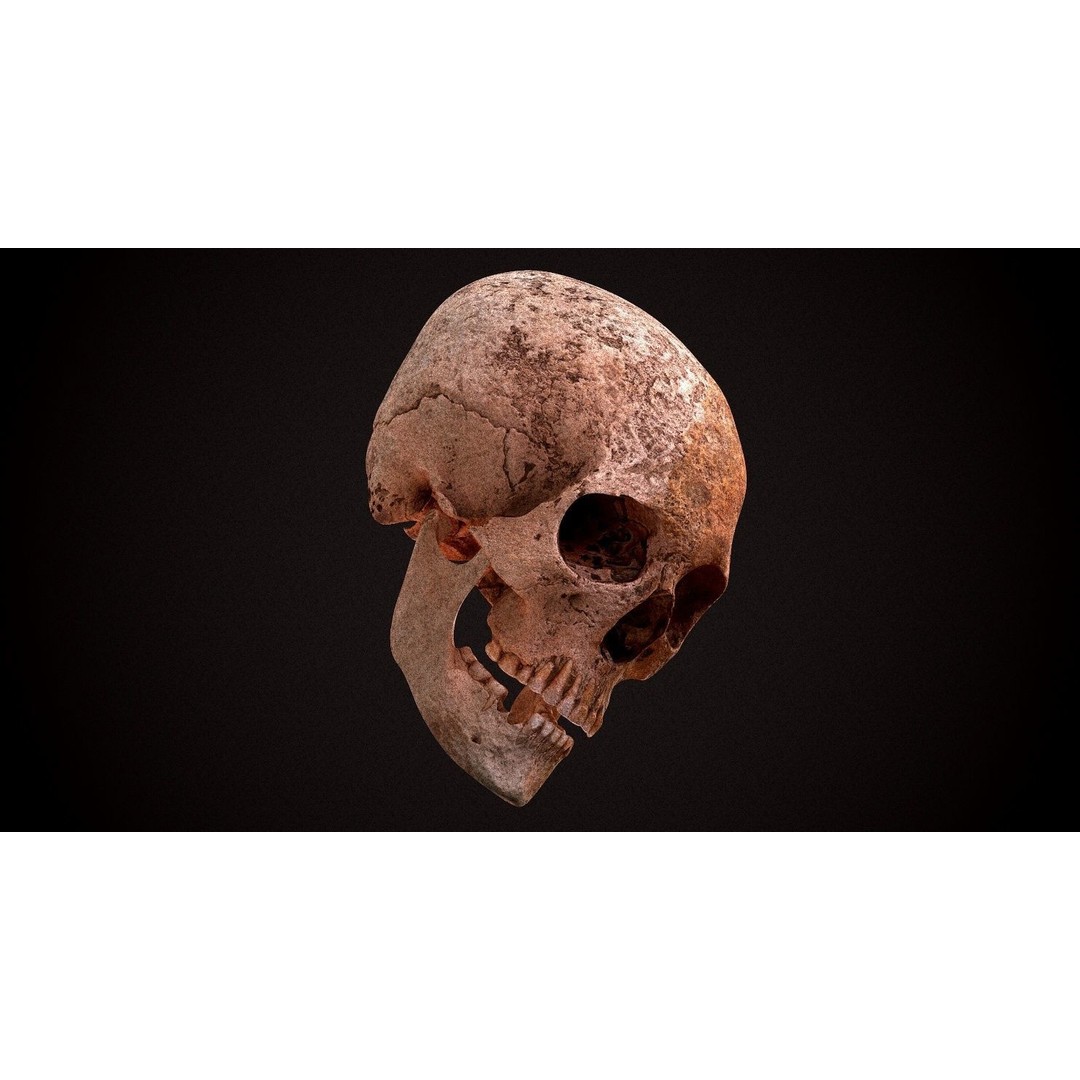 Real Human Skull 3D Model – Low Poly Game Asset, FBX, OBJ - View 14