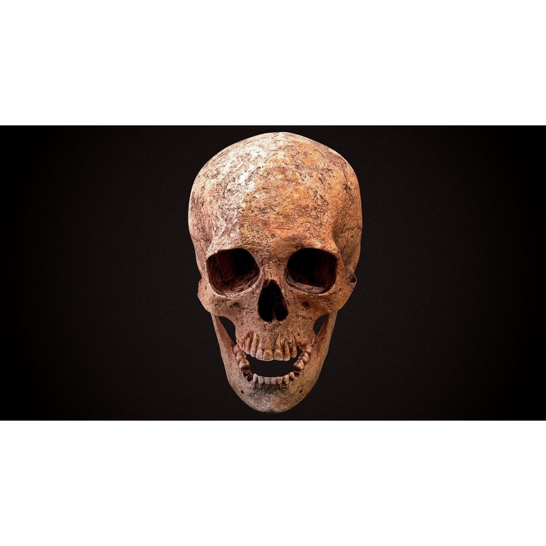 Real Human Skull 3D Model – Low Poly Game Asset, FBX, OBJ - View 15
