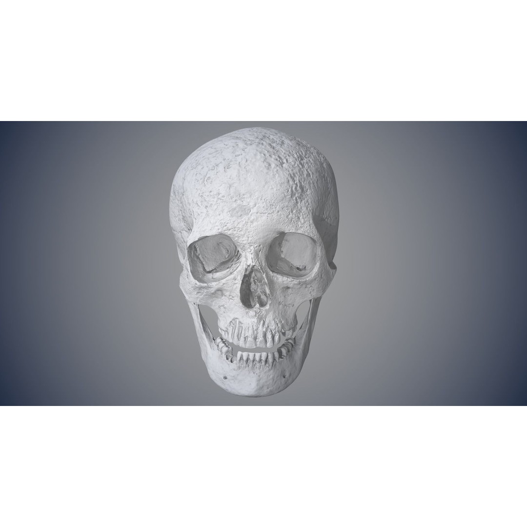 Real Human Skull 3D Model – Low Poly Game Asset, FBX, OBJ - View 16