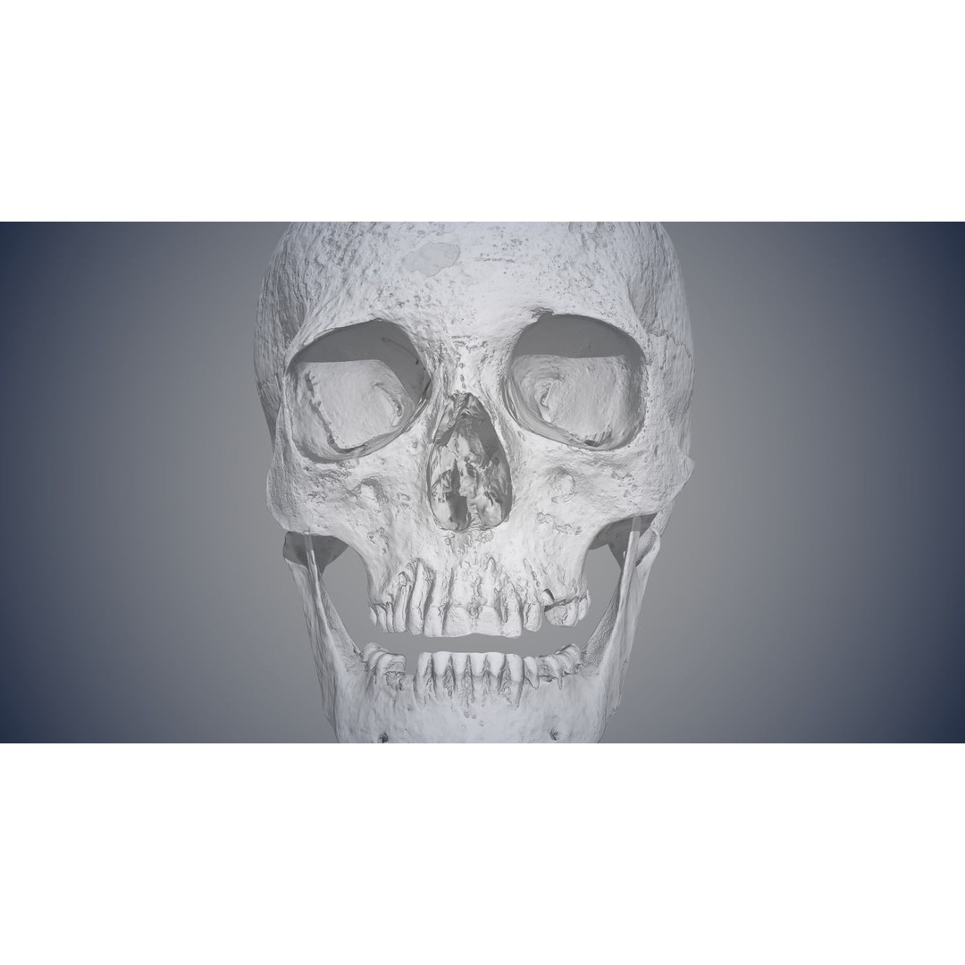 Real Human Skull 3D Model – Low Poly Game Asset, FBX, OBJ - View 17