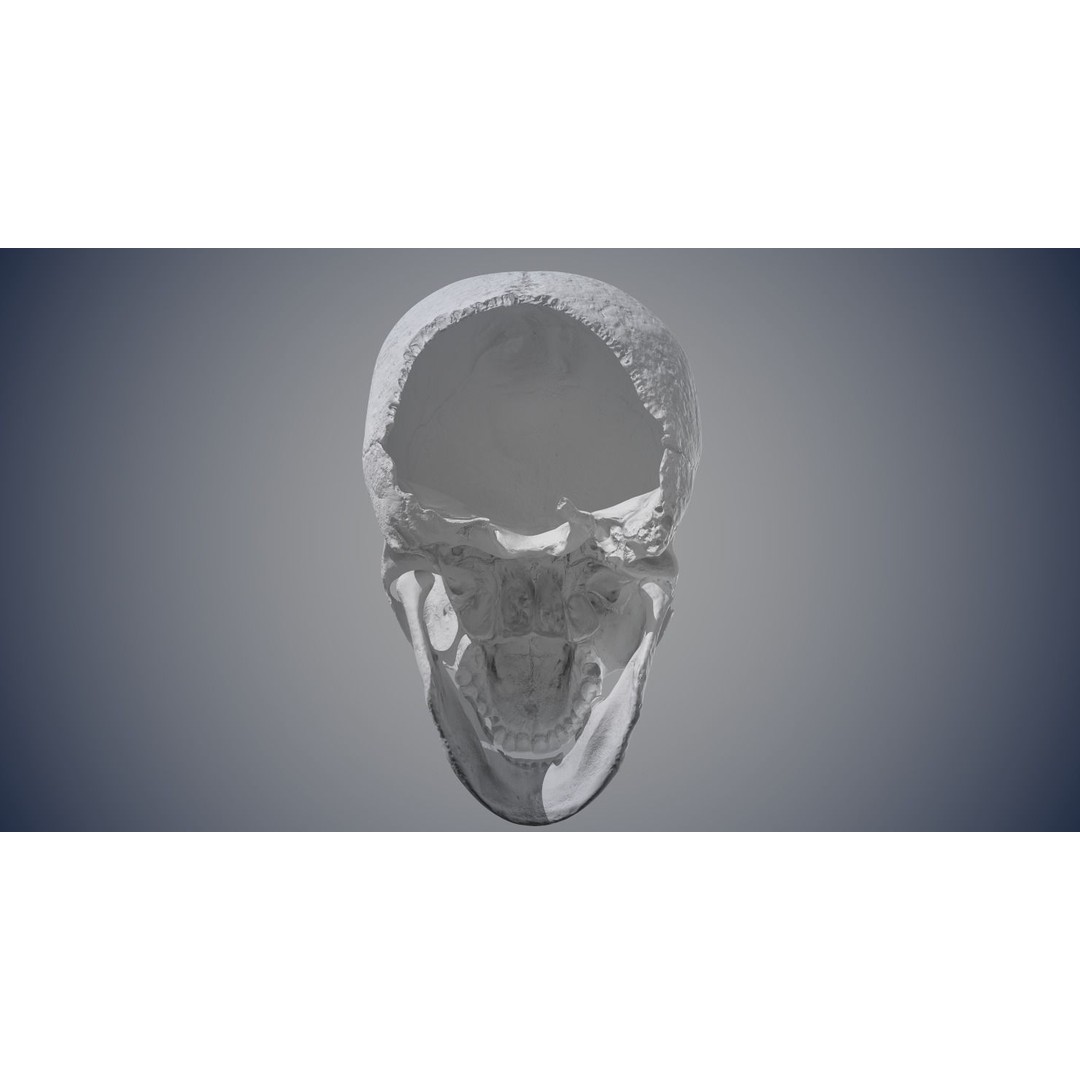 Real Human Skull 3D Model – Low Poly Game Asset, FBX, OBJ - View 18