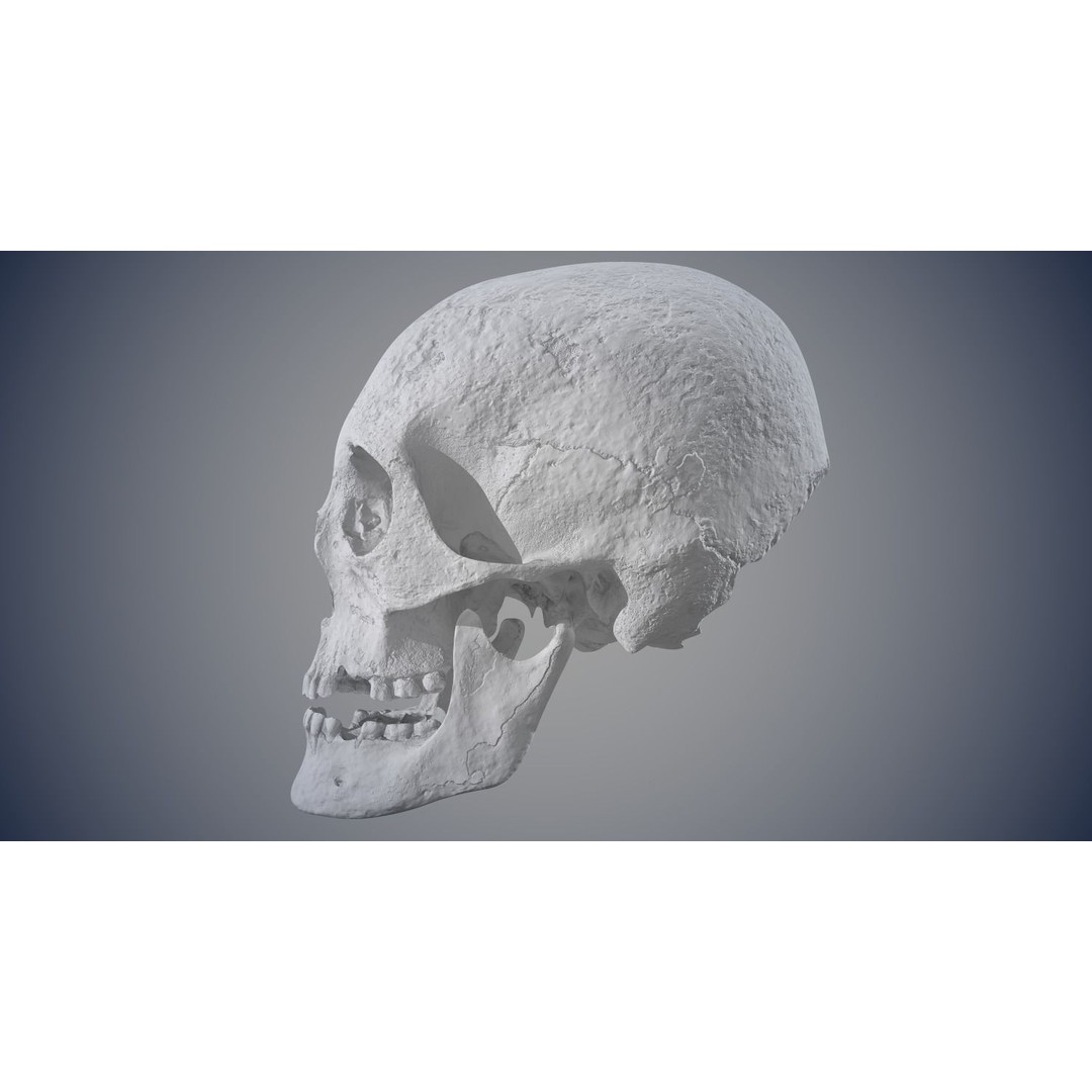 Real Human Skull 3D Model – Low Poly Game Asset, FBX, OBJ - View 19