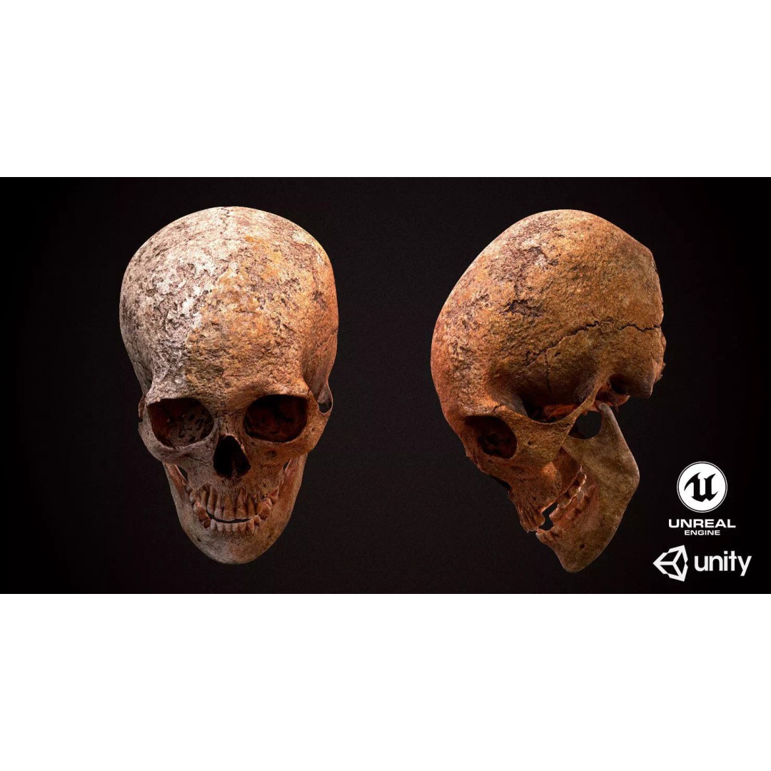 Real Human Skull 3D Model – Low Poly Game Asset, FBX, OBJ - View 2