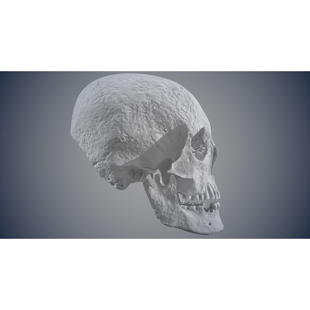 Real Human Skull 3D Model – Low Poly Game Asset, FBX, OBJ - View 20