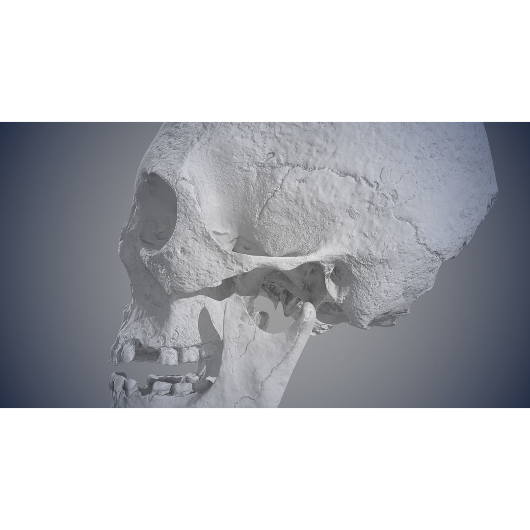 Real Human Skull 3D Model – Low Poly Game Asset, FBX, OBJ - View 21