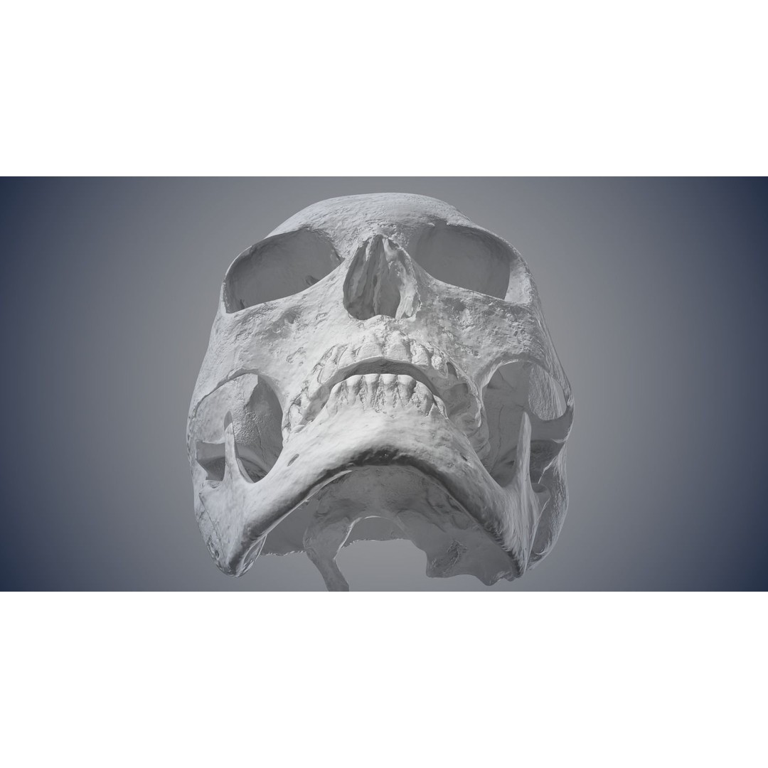 Real Human Skull 3D Model – Low Poly Game Asset, FBX, OBJ - View 22
