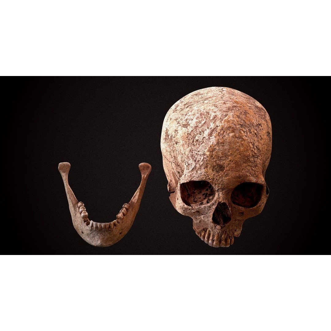 Real Human Skull 3D Model – Low Poly Game Asset, FBX, OBJ - View 23