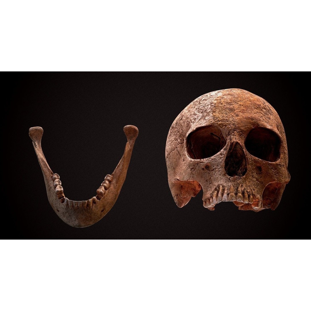 Real Human Skull 3D Model – Low Poly Game Asset, FBX, OBJ - View 24