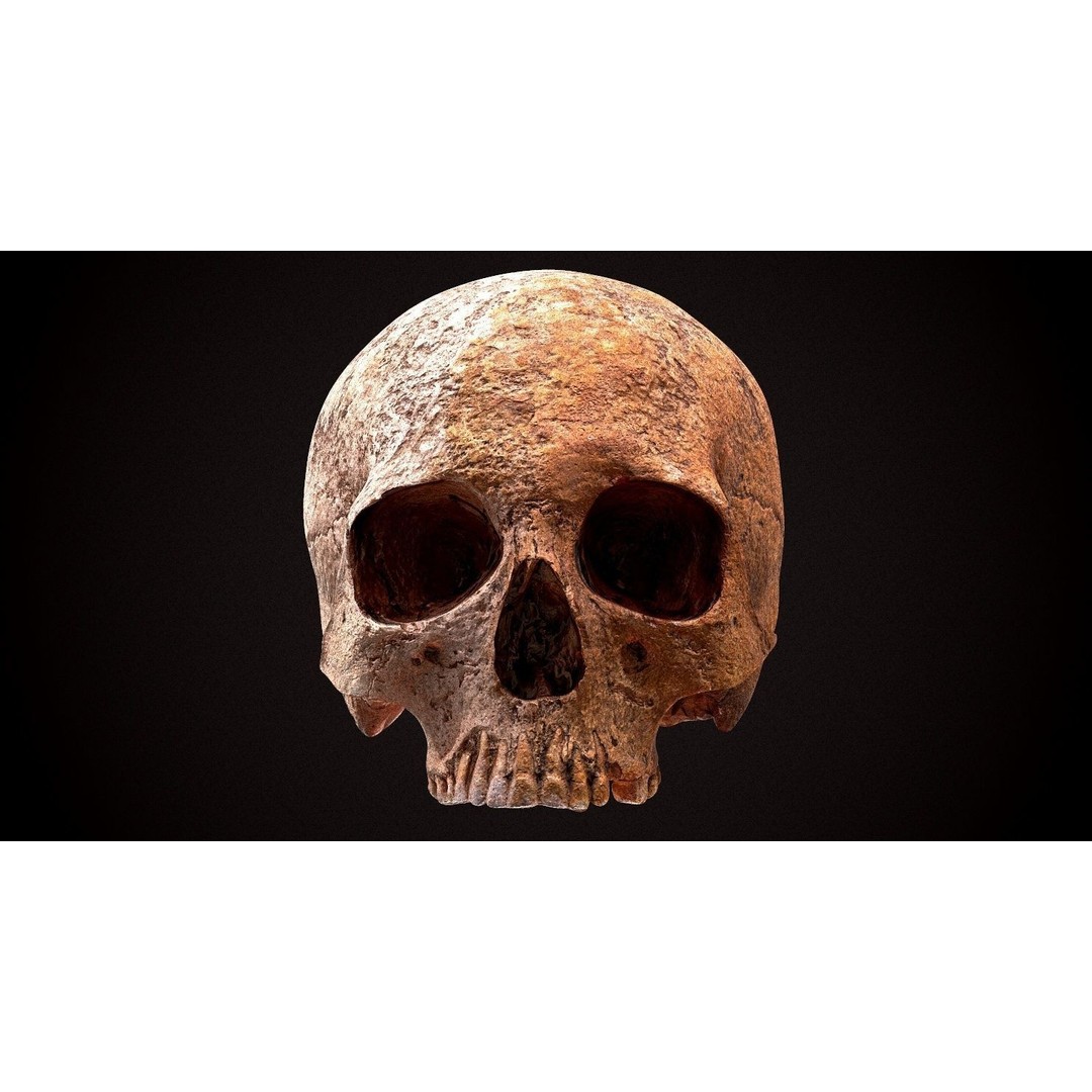 Real Human Skull 3D Model – Low Poly Game Asset, FBX, OBJ - View 25