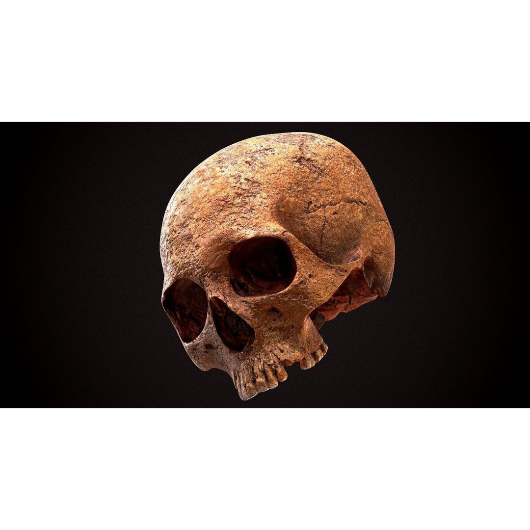 Real Human Skull 3D Model – Low Poly Game Asset, FBX, OBJ - View 26