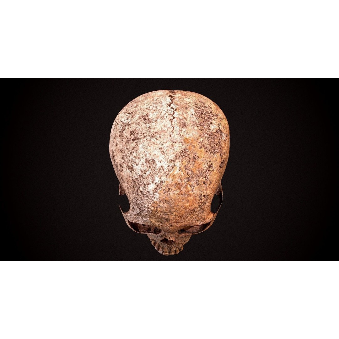 Real Human Skull 3D Model – Low Poly Game Asset, FBX, OBJ - View 27