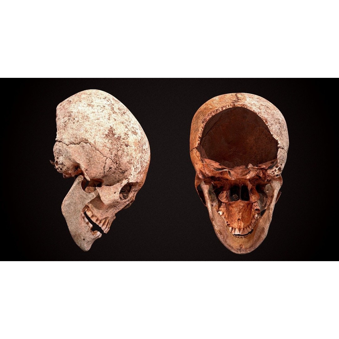 Real Human Skull 3D Model – Low Poly Game Asset, FBX, OBJ - View 3