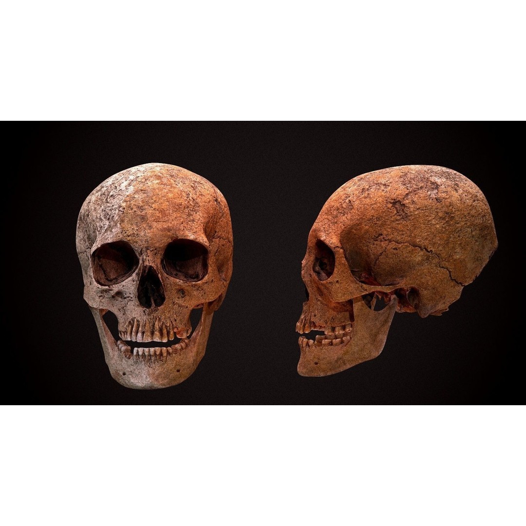 Real Human Skull 3D Model – Low Poly Game Asset, FBX, OBJ - View 4