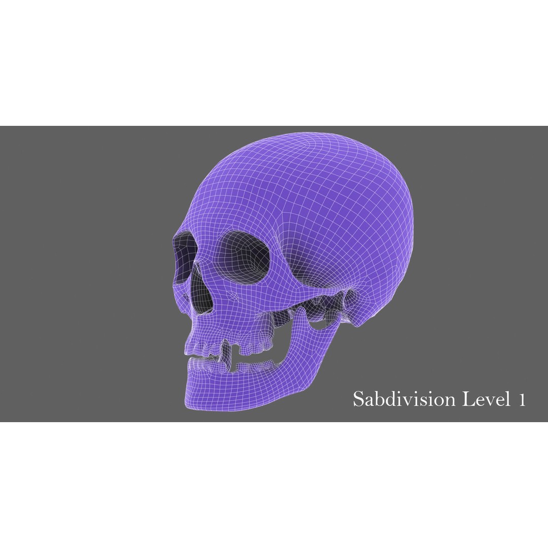 Real Human Skull 3D Model – Low Poly Game Asset, FBX, OBJ - View 40