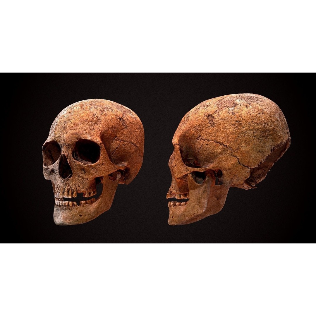 Real Human Skull 3D Model – Low Poly Game Asset, FBX, OBJ - View 5