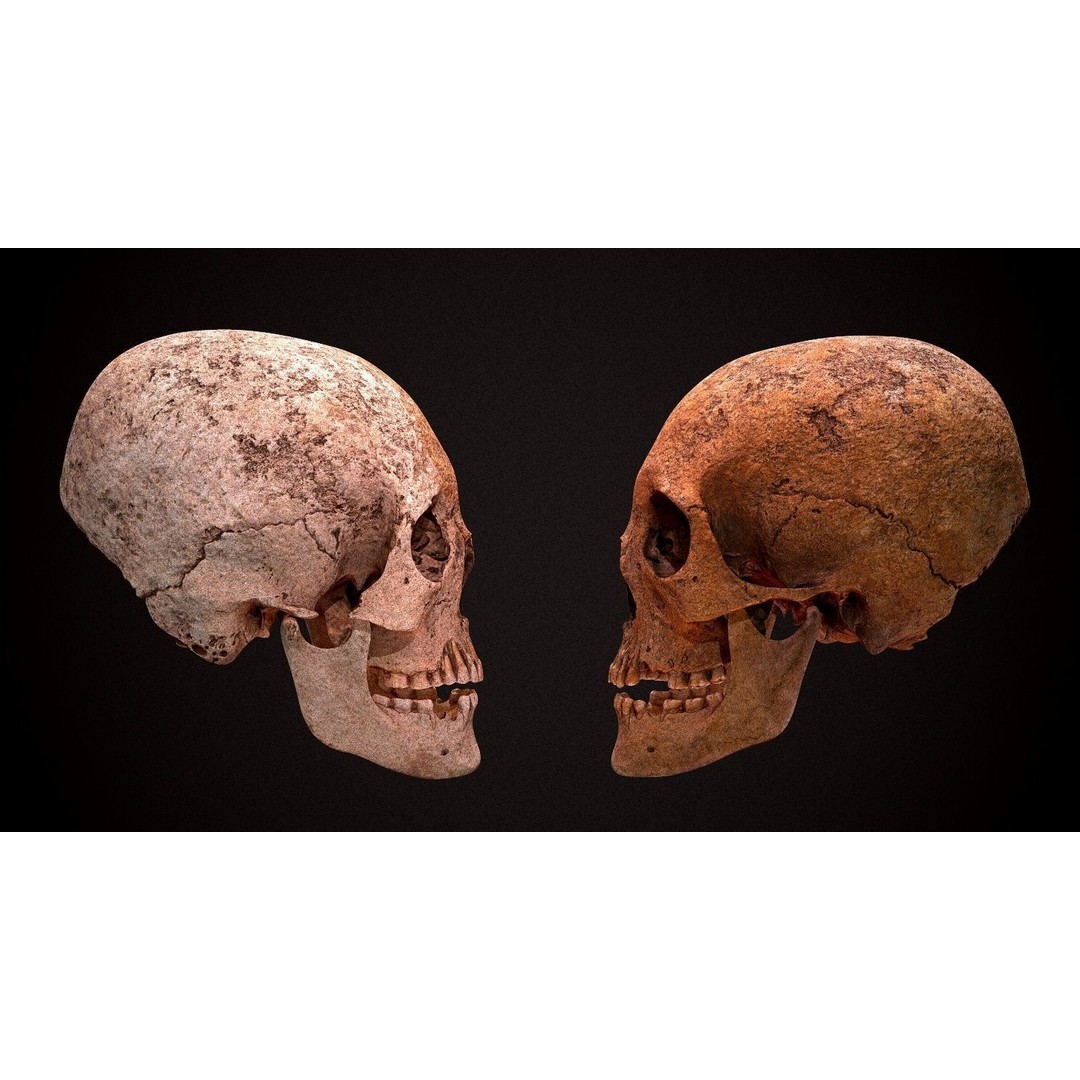 Real Human Skull 3D Model – Low Poly Game Asset, FBX, OBJ - View 6