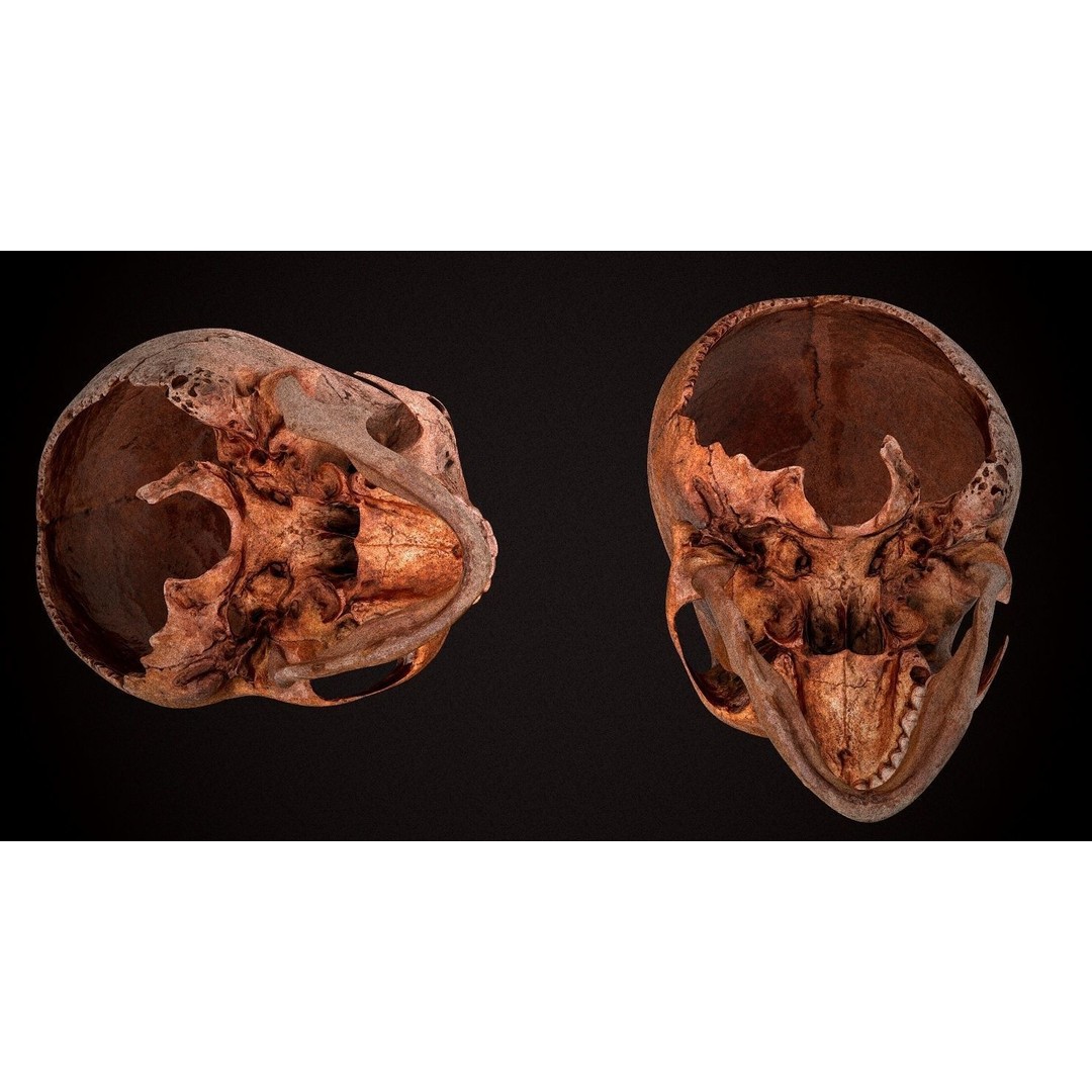 Real Human Skull 3D Model – Low Poly Game Asset, FBX, OBJ - View 7