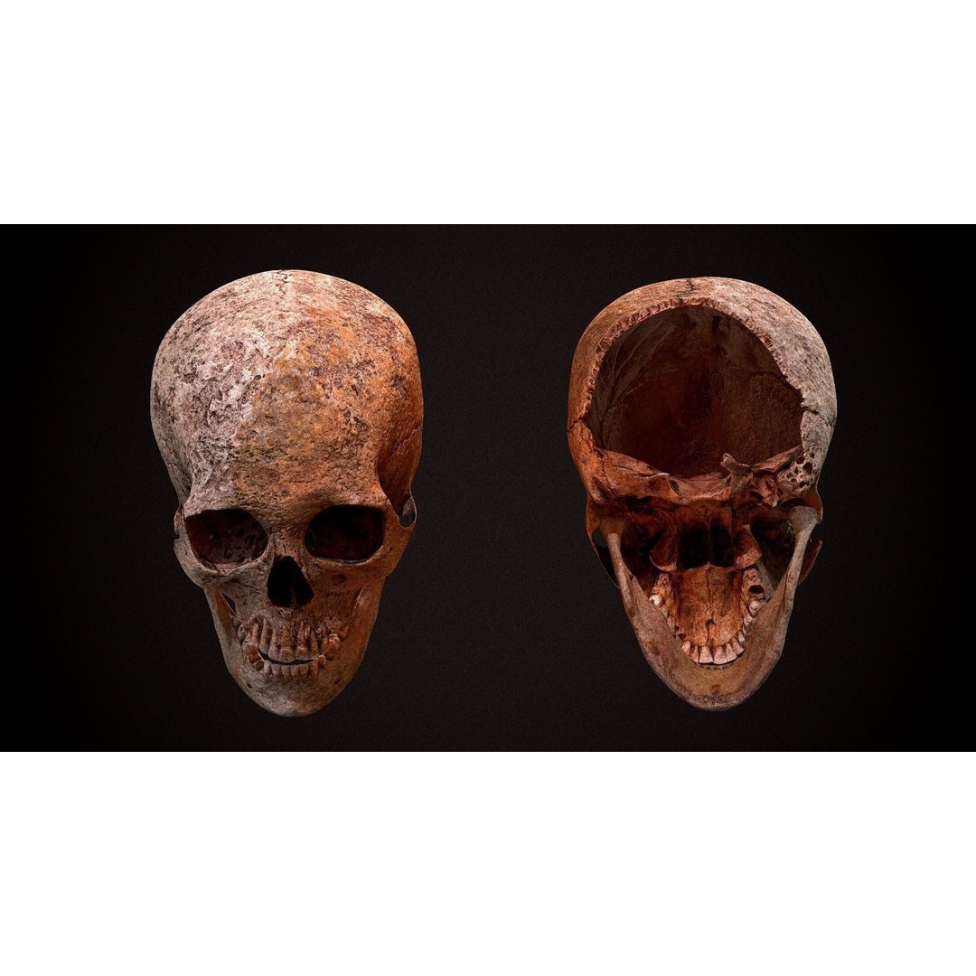 Real Human Skull 3D Model – Low Poly Game Asset, FBX, OBJ - View 8