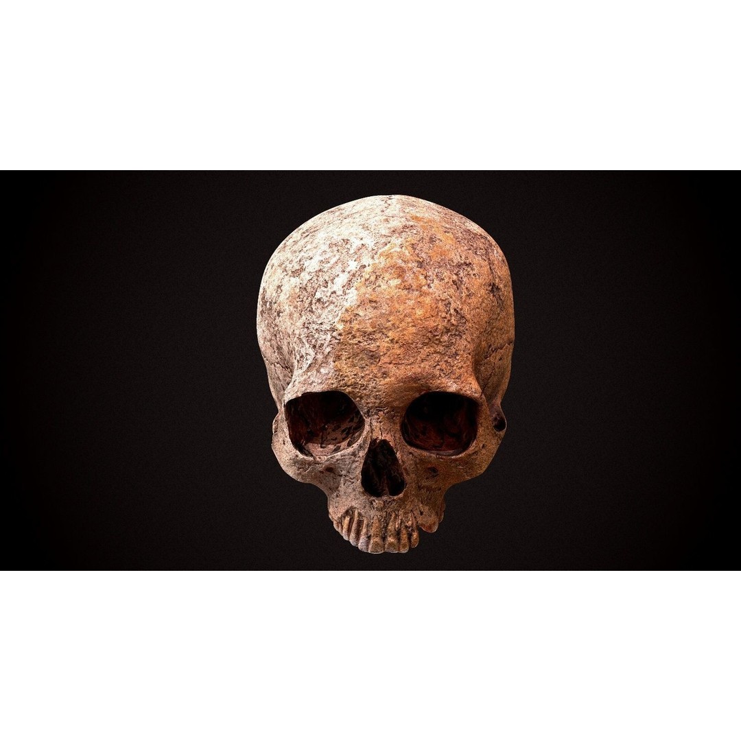 Real Human Skull 3D Model – Low Poly Game Asset, FBX, OBJ - View 9